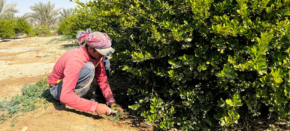 A farm worker tends to a lime tree irrigated through smart technology.