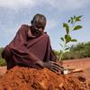 A man plants a sapling in northern Burkina Faso.