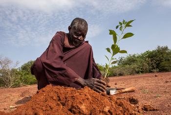 A man plants a sapling in northern Burkina Faso.