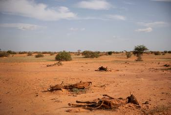 Livestock in eastern Mauritania are dieing due to drought.