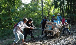  Electoral Administration officers drag election materials down a muddy track in Timor-Leste.