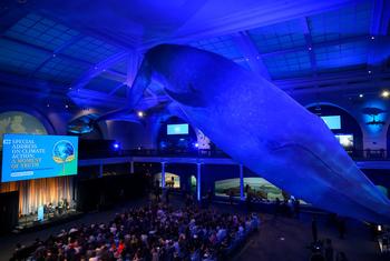 The iconic blue whale looms over the Milstein Hall of Ocean Life at the American Museum of Natural History.