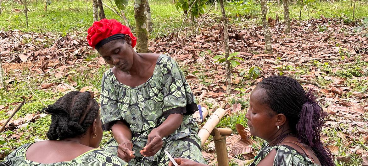 Wazalishaji wa kakao nchini Côte d'Ivoire wamekabiliwa na changamoto zinazoongezeka za hali ya hewa, kwani zao la kakao ni nyeti sana kwa mabadiliko ya hali ya hewa. Kwa usaidizi kutoka kwa FAO na Mfuko wa Hali ya Hewa ya Kijani, wamepitisha mbinu za kil…