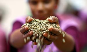 A coffee handler with coffee beans in Timor-Leste. 