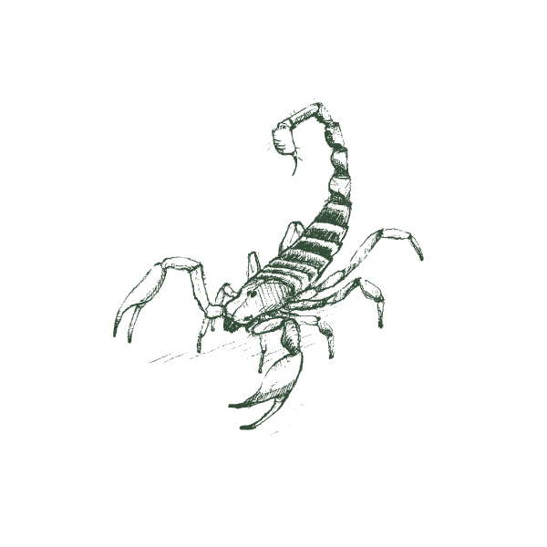 Illustration of scorpion.