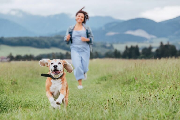 Hunde Fitness