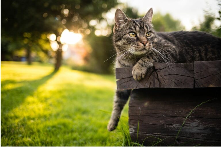 Katze an Freigang gewöhnen