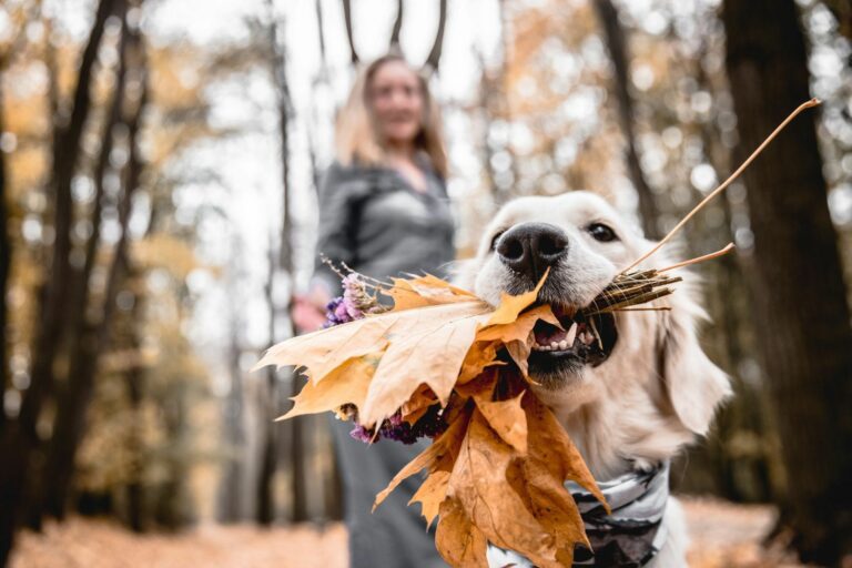 herbst-hund-spaziergang