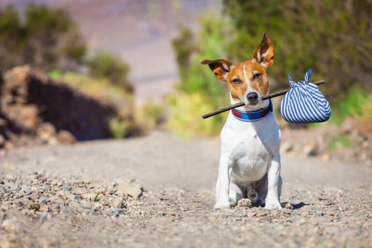 Hund adoptieren