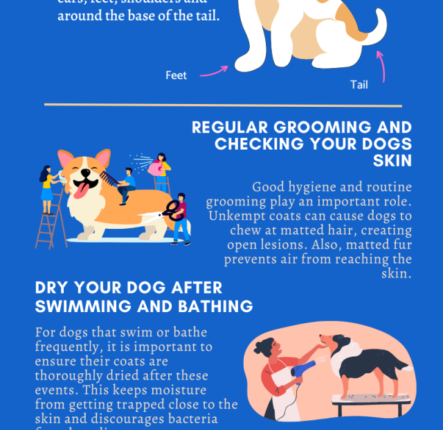 How Do You Treat A Dogs Lick Spot With Care?