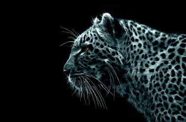 Animal HD Wallpaper