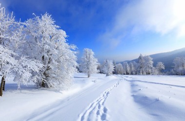 White Tree Winter Wallpaper