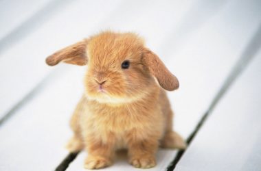 Brown Bunny Photo