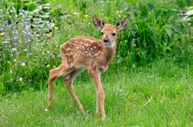 Cute Baby Deer