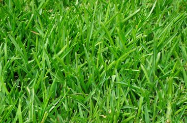 Natural Grass Photo