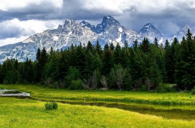 Beautiful Mountain Meadow