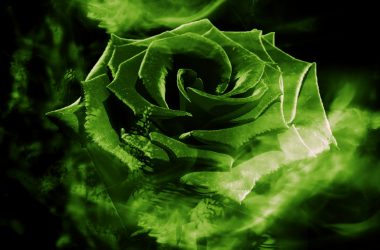 Abstract Green Rose HD