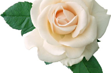 Free White Rose