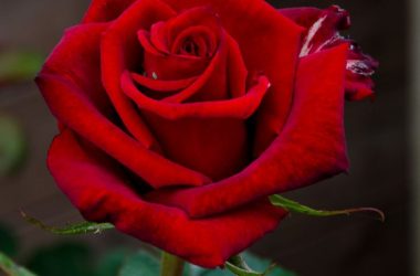 Lovely Red Rose