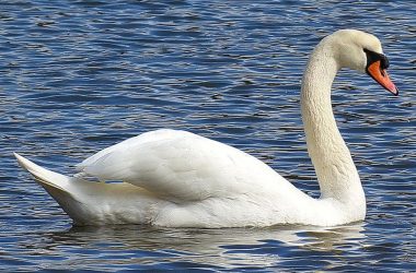 Cool White Swan Bird