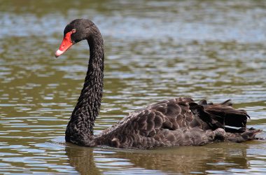 Nice Black Swan Bird