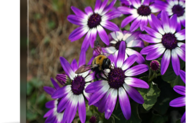 Beautiful Purple Daisy