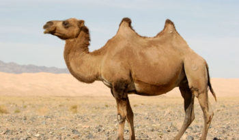 Best Camel