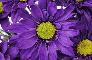 Free Purple Daisy