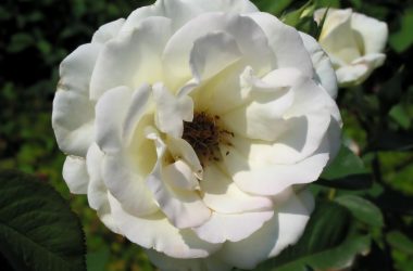 Great White Rose