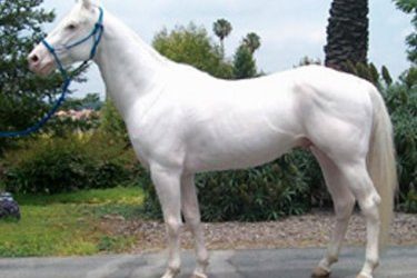 Super White Horse