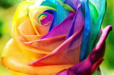 Top Rainbow Rose