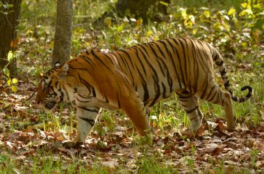 Beautiful Bengal Tiger