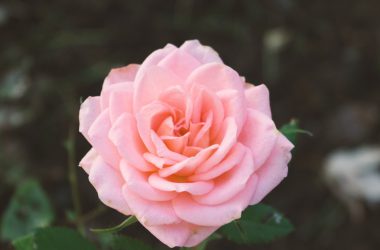 Beautiful Pink Rose