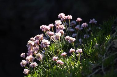 Awesome Pink Flower