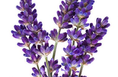 Free Lavender Flowers