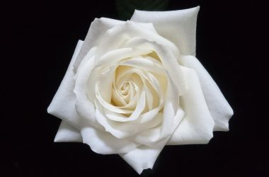 Free White Rose