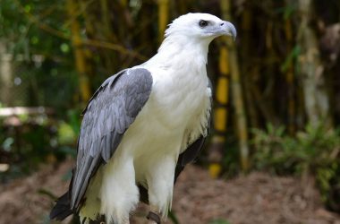 Awesome White Eagle