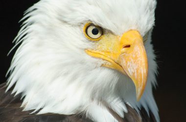 Bald White Eagle