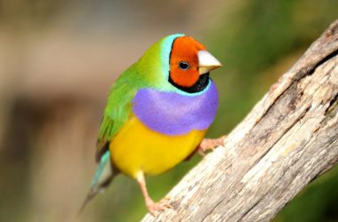 Free Gouldian Finch