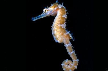 Top Seahorse Wallpaper