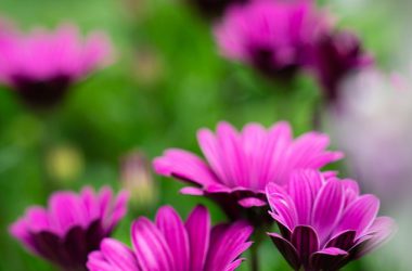 Landscape Pink Daisy