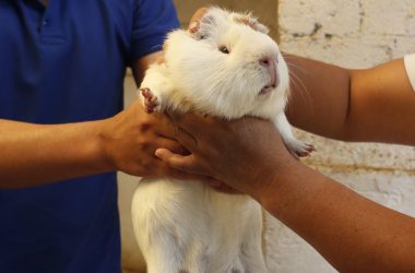 White Guinea Pig