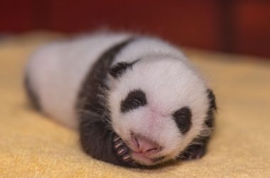 Free Baby Panda