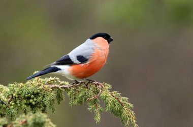 Natural Bullfinch