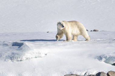 Animal White Bear