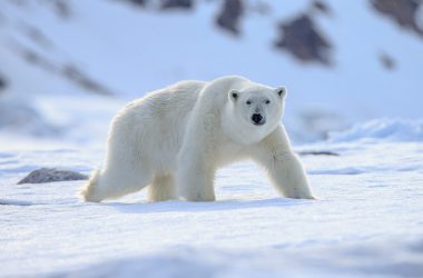 Beautiful White Bear