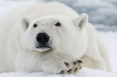 Cute White Bear