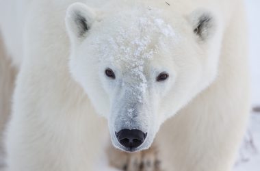 Wonderful White Bear