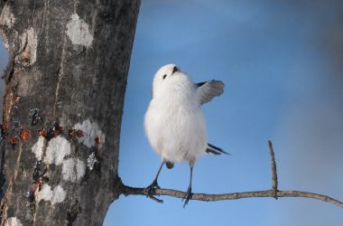 Beautiful Japanese Bird