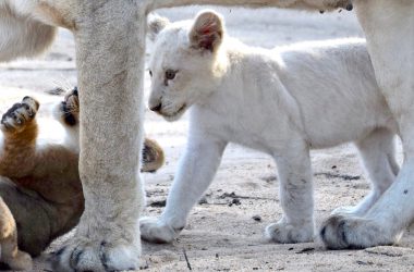 Beautiful White Lion Image